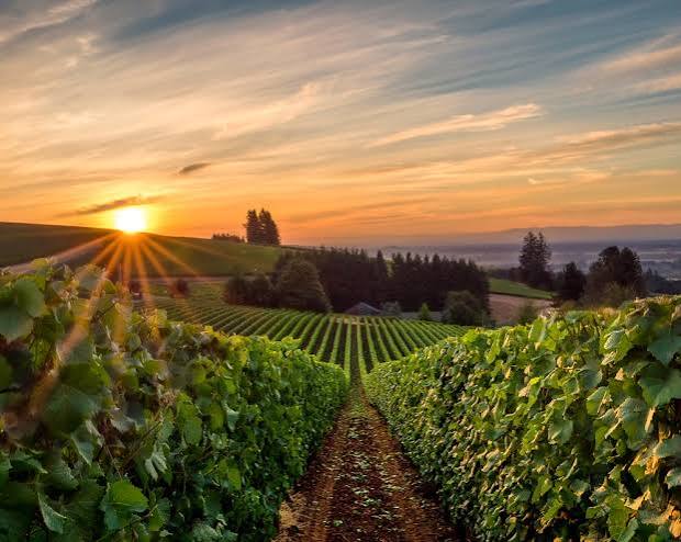 Vineyard sunset in Oregon wine country near Rebuilt Fitness