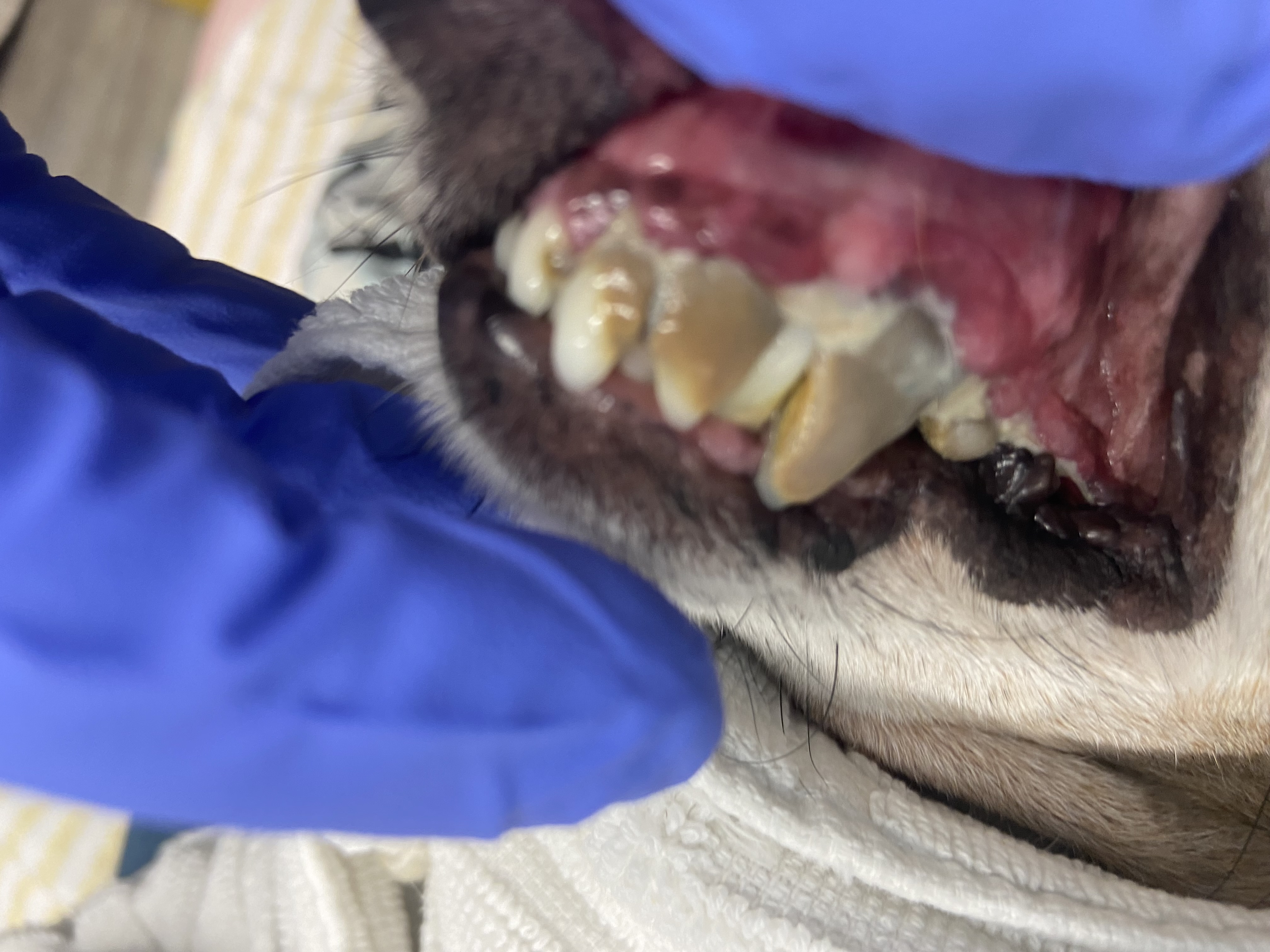 Dents avant le nettoyage