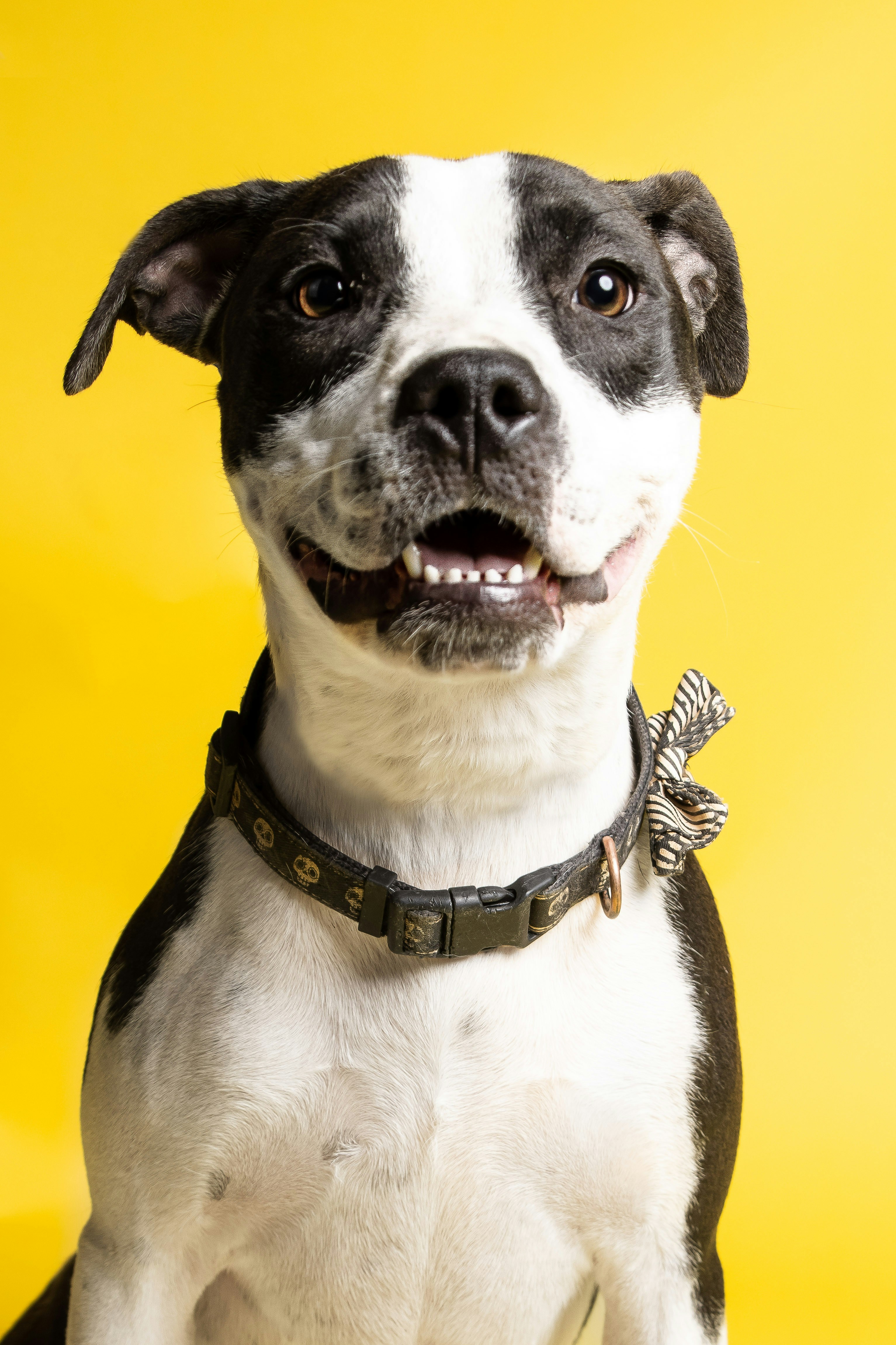 Soins dentaires pour chien
