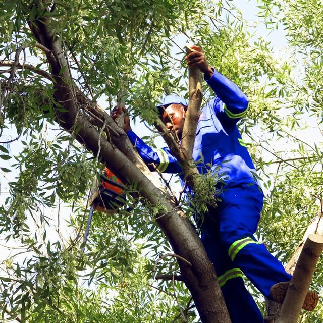 Tree felling