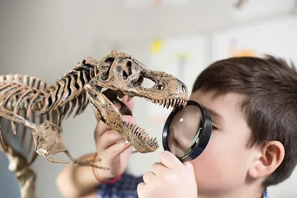 A boy looking through a magnifying glass at a model Tyrannosaurus rex skeleton