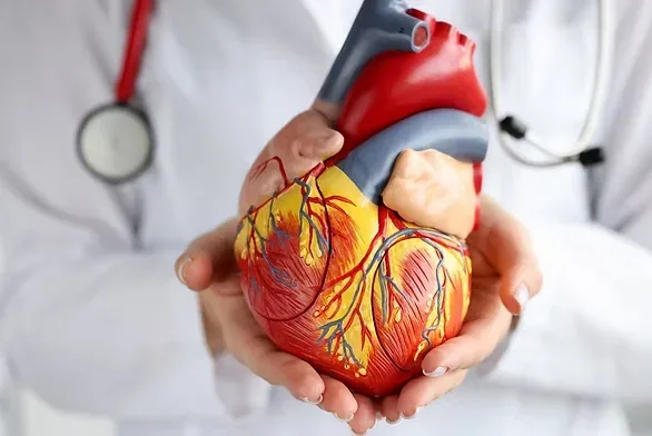 An anatomical model of a human heart held in two hands