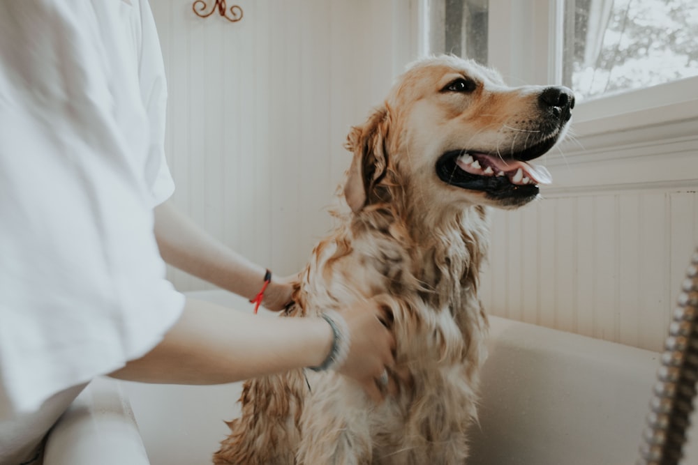 Pet Grooming