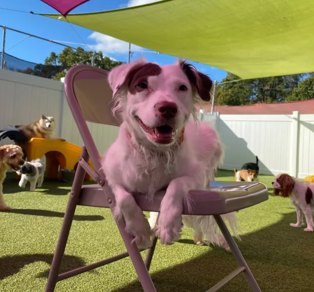 Doggie Daycare