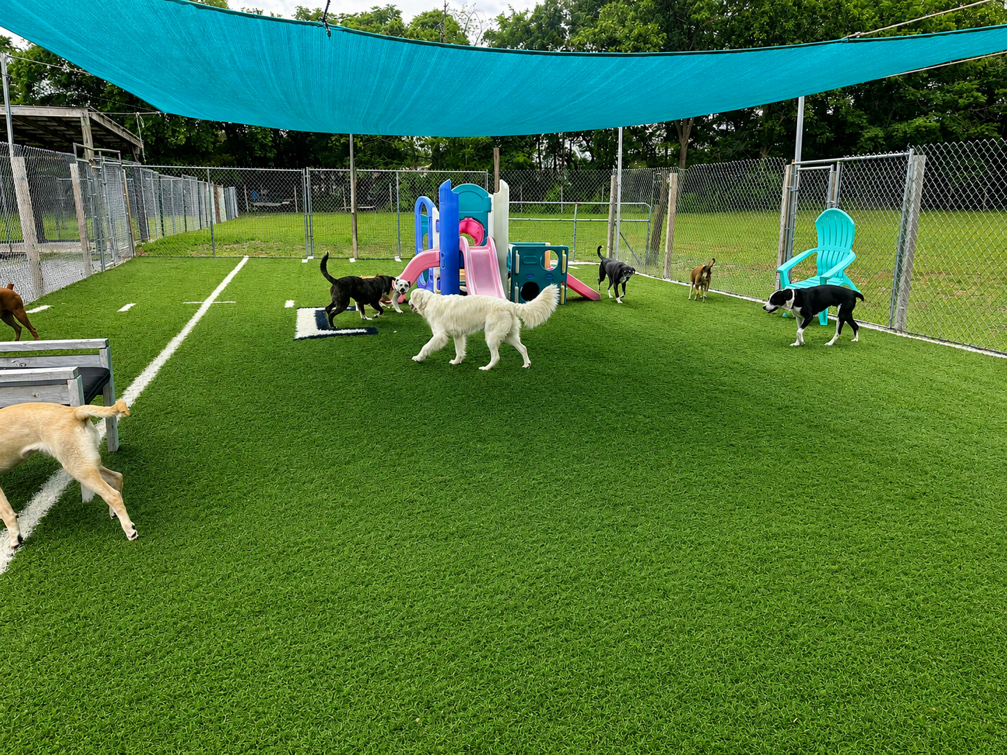 Happy Furry Friends