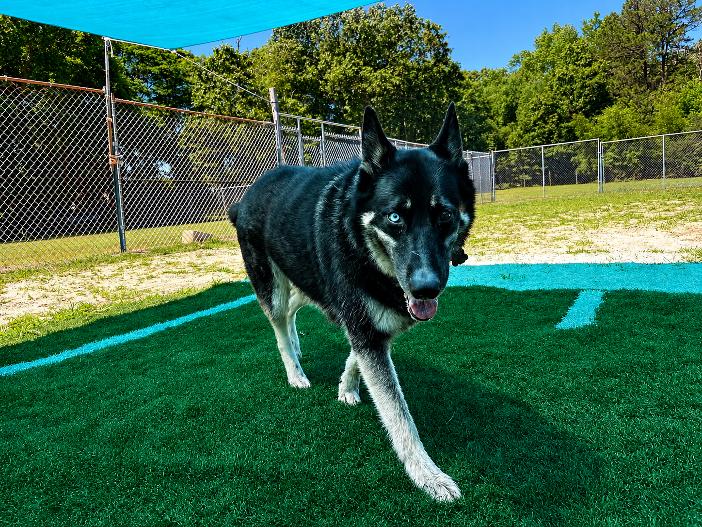 Dogs over 100 lbs
