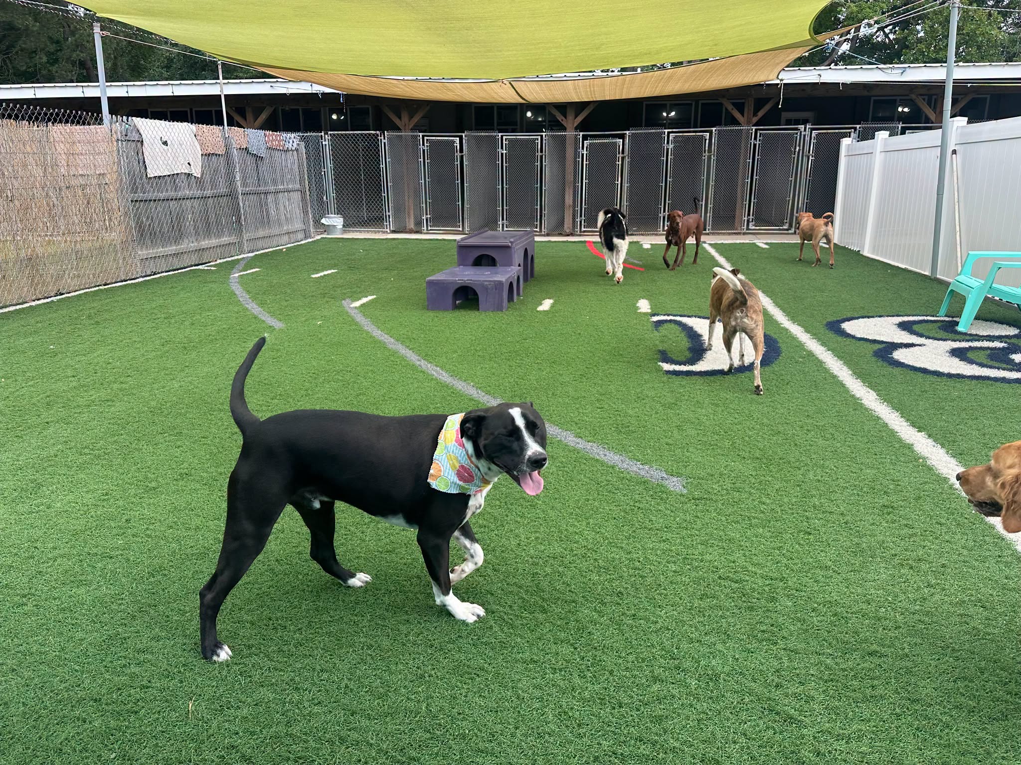 Doggie Daycare