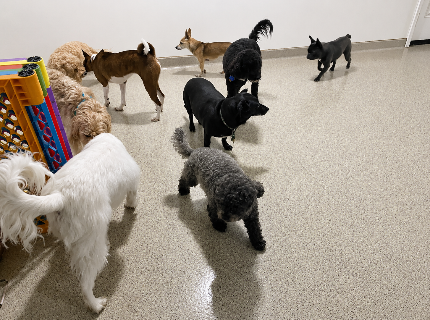 Doggie Daycare