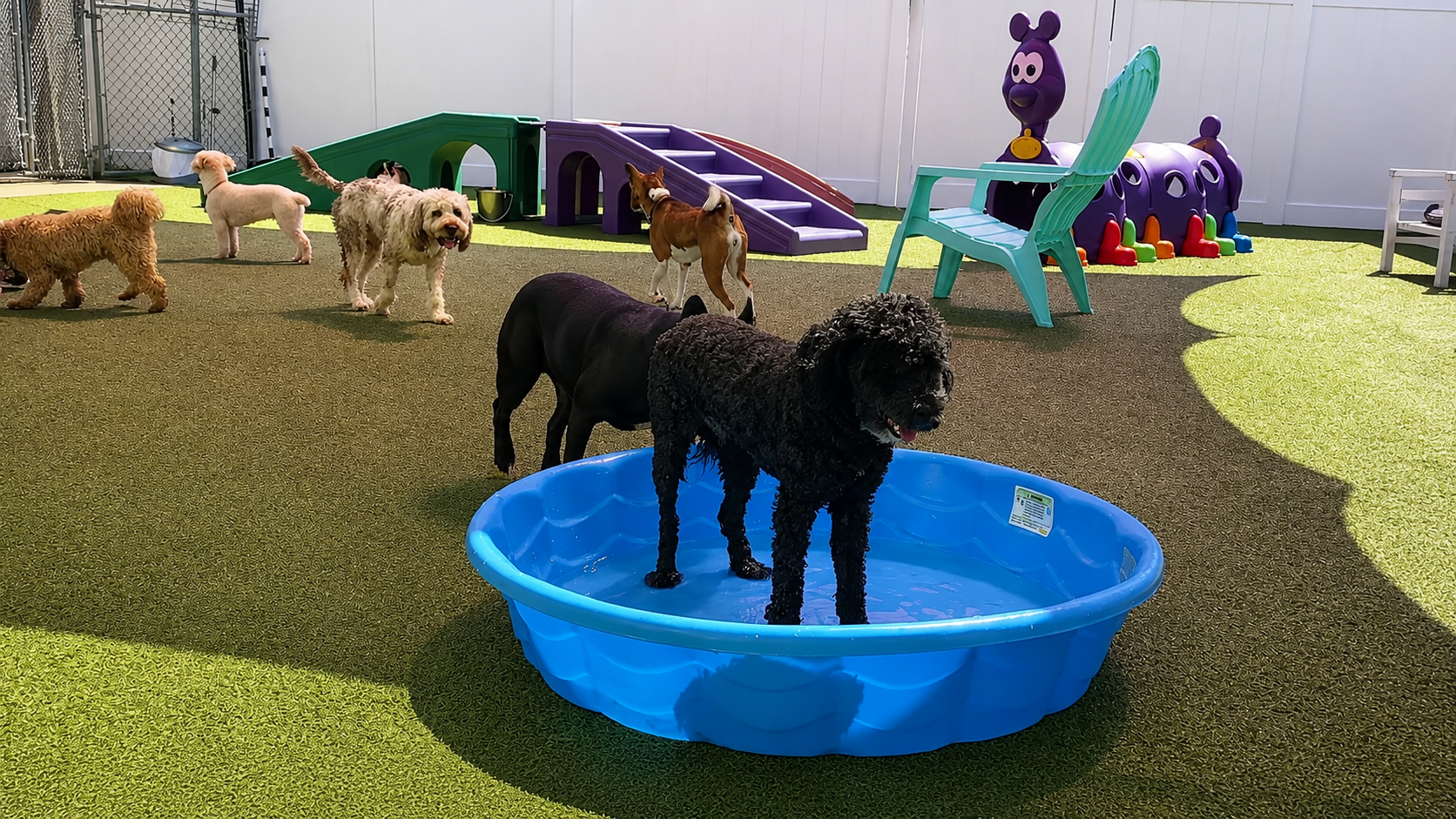 Dogs playing in daycare