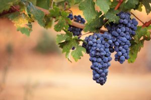Grapes