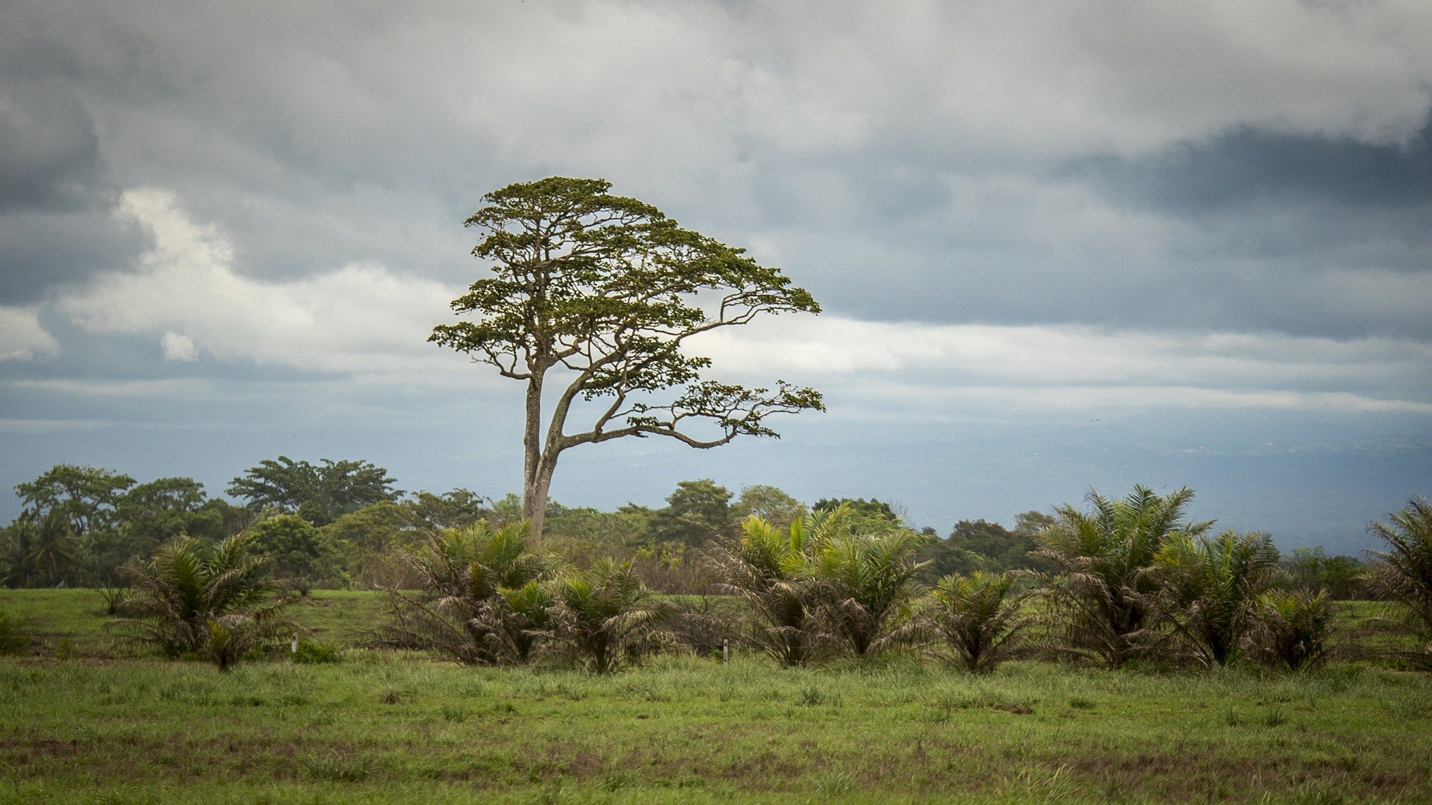 Panama photo 24