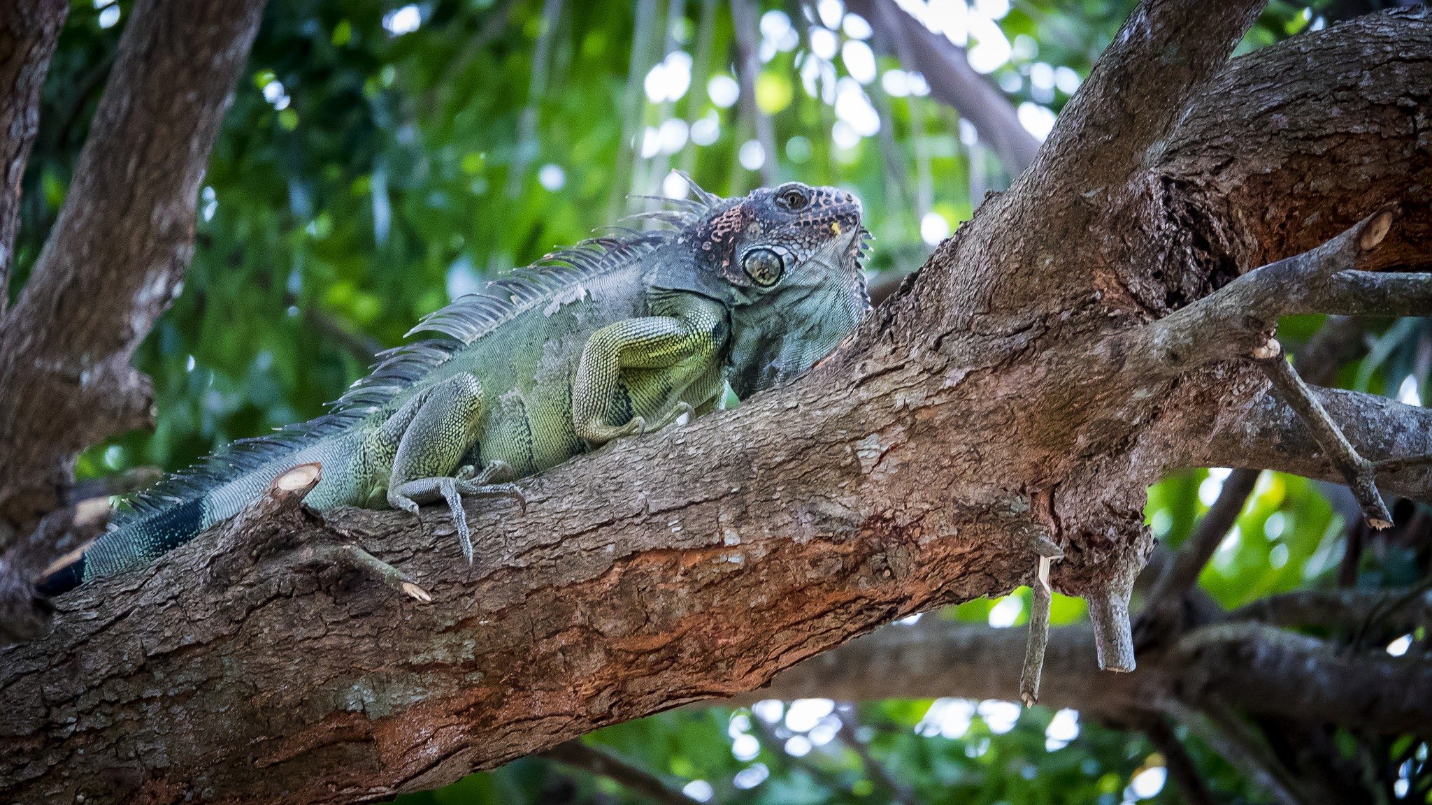 Panama photo 22