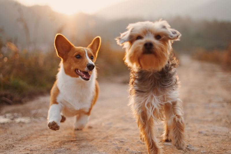 Why Hiring a Professional Pet Sitter is Better Than Kennels