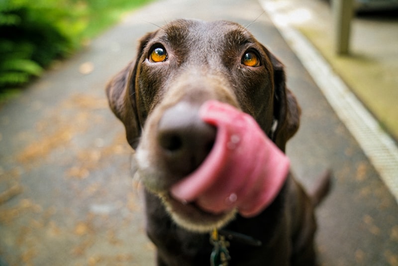Top 5 Dog Walking Routes in Ipswich, UK