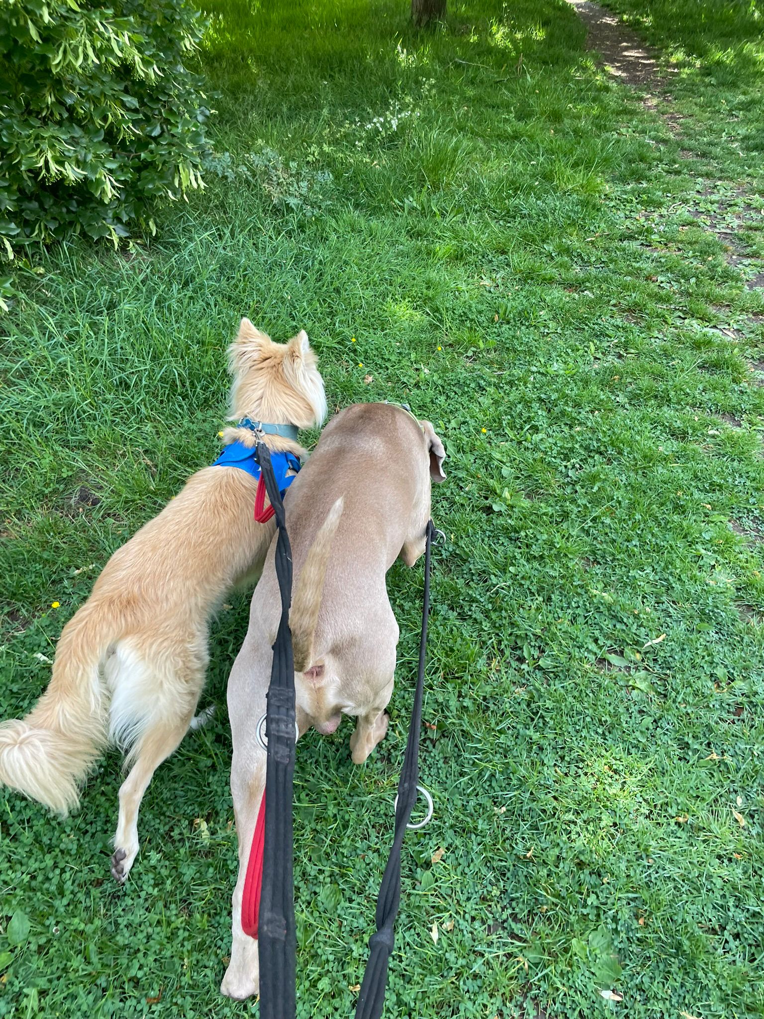 Lily with another dog