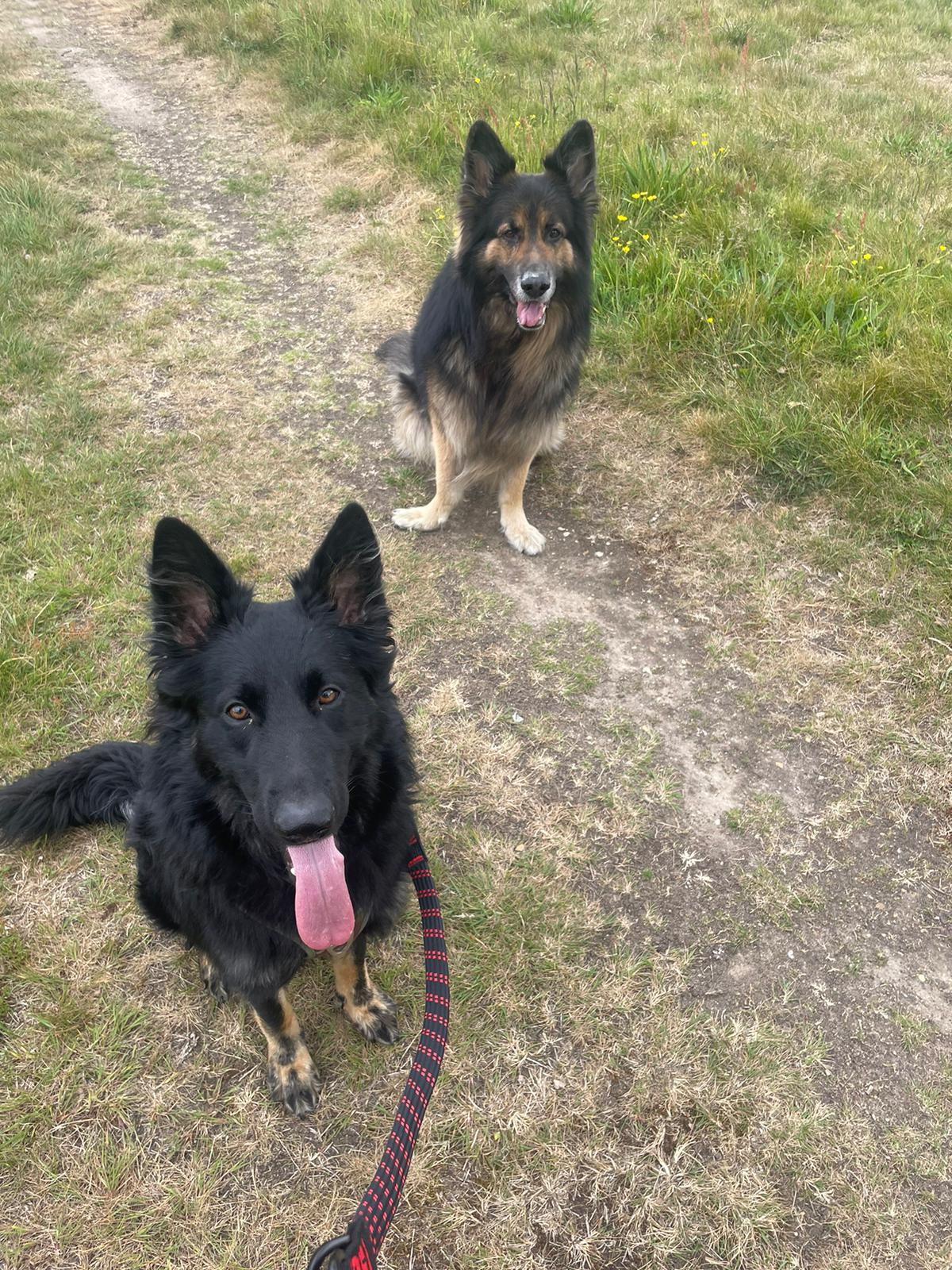 Two dogs sitting on a path