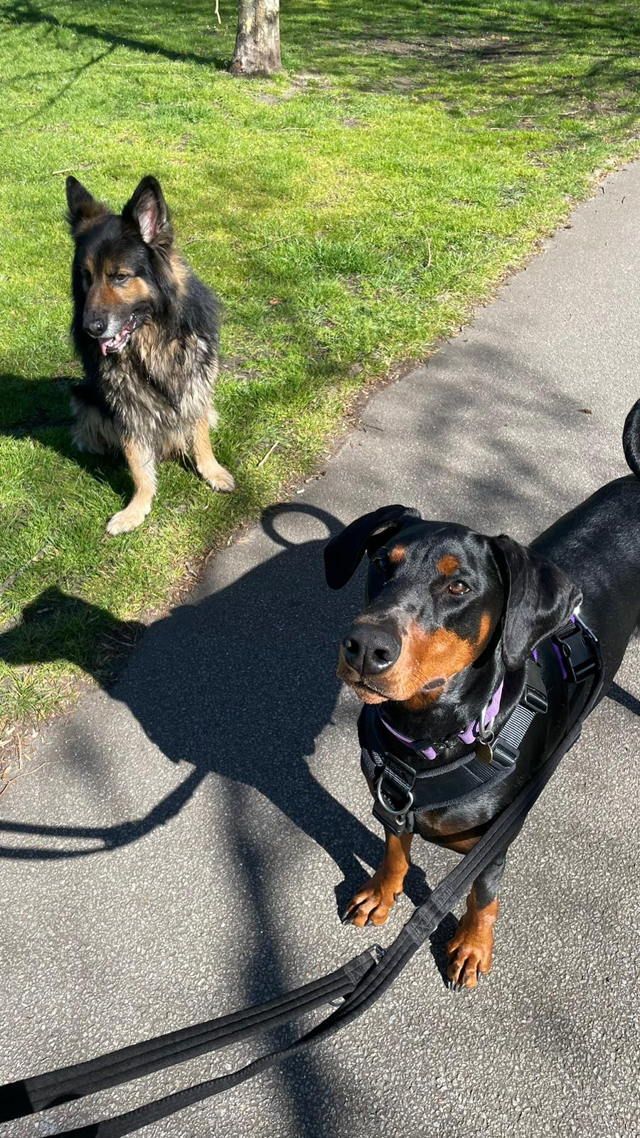 Two dogs on a walk