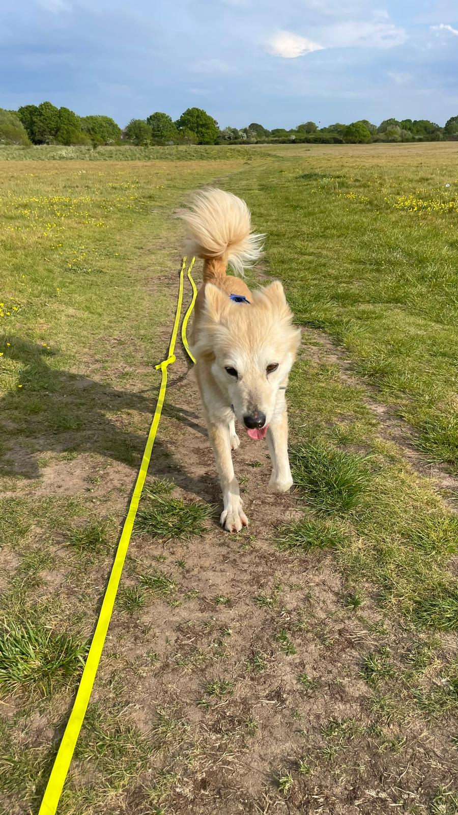 Dog walking in field