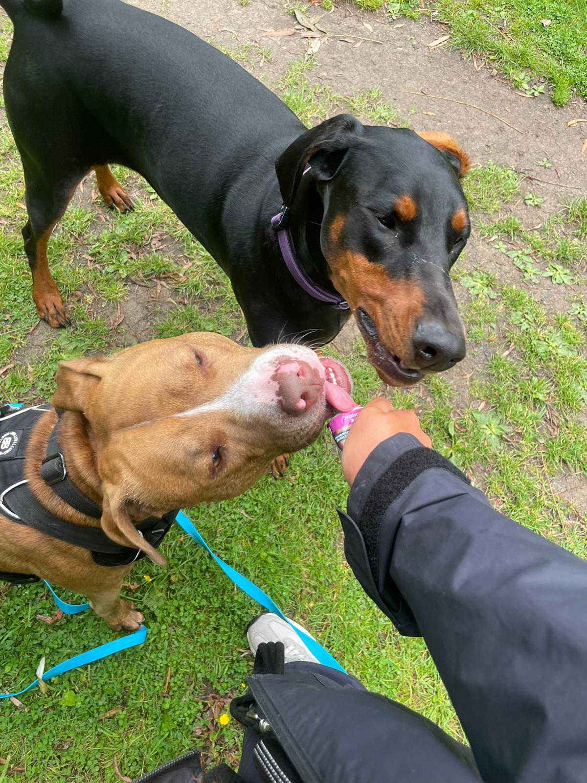 Two dogs being fed treats