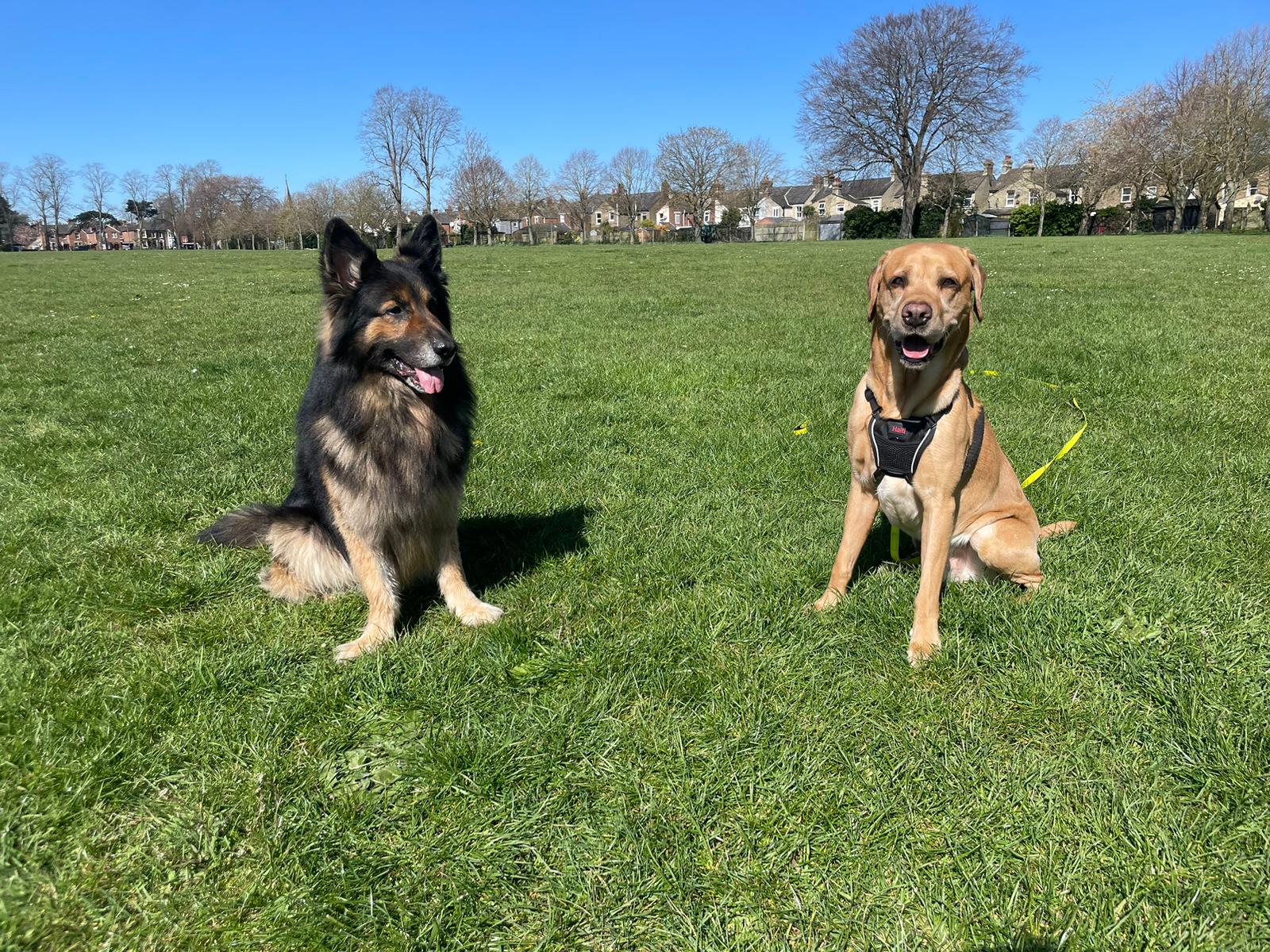 Two dogs sitting on grass enjoying the sunshine