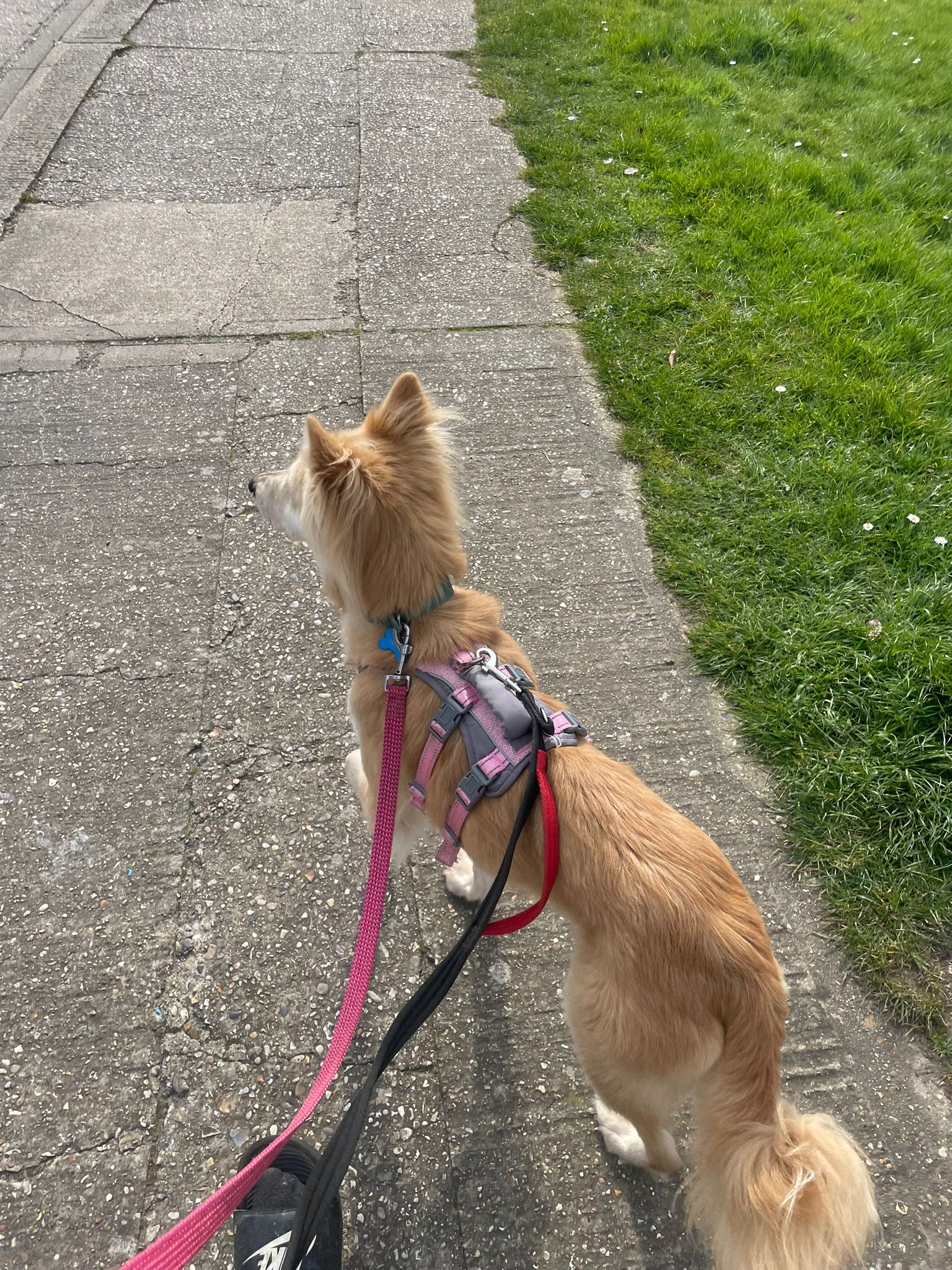 Looking in the distance