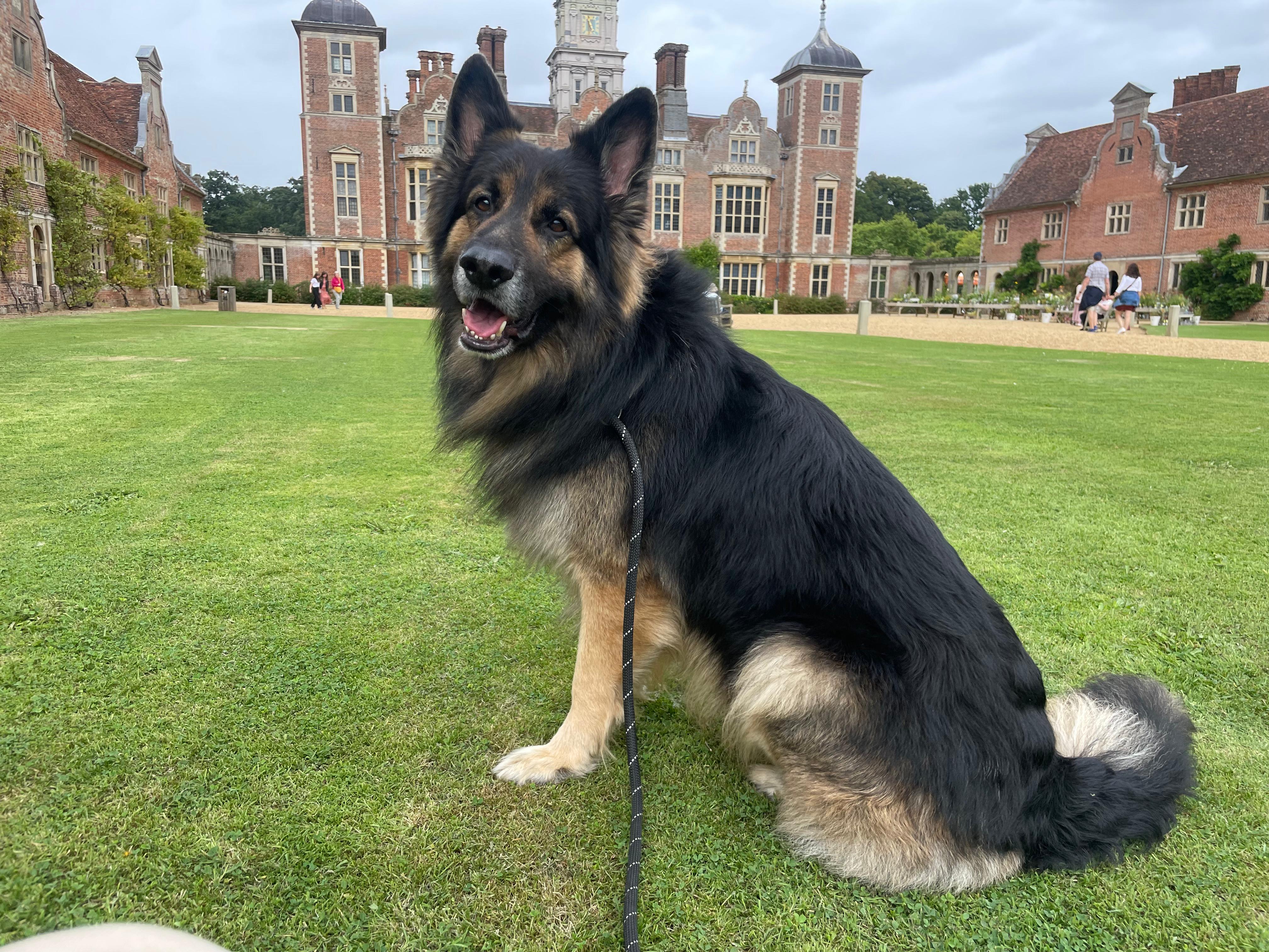 Dog sitting in front of a building