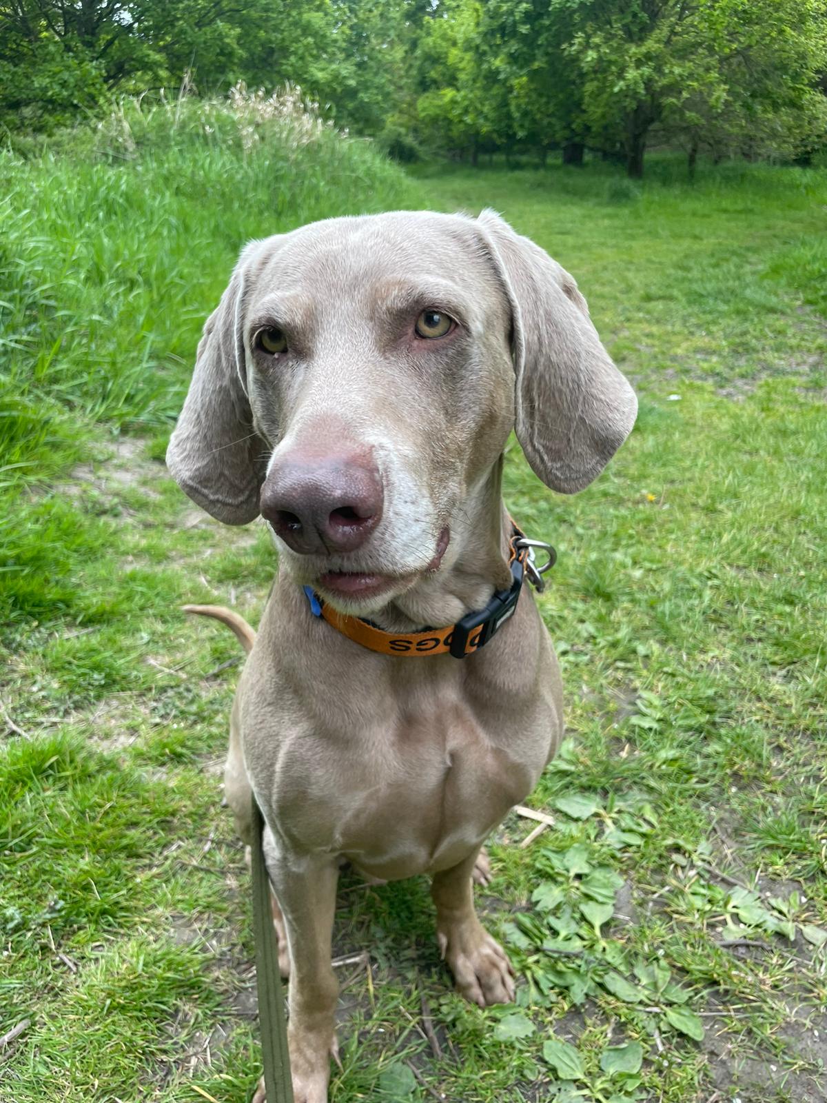 Dog sitting in park