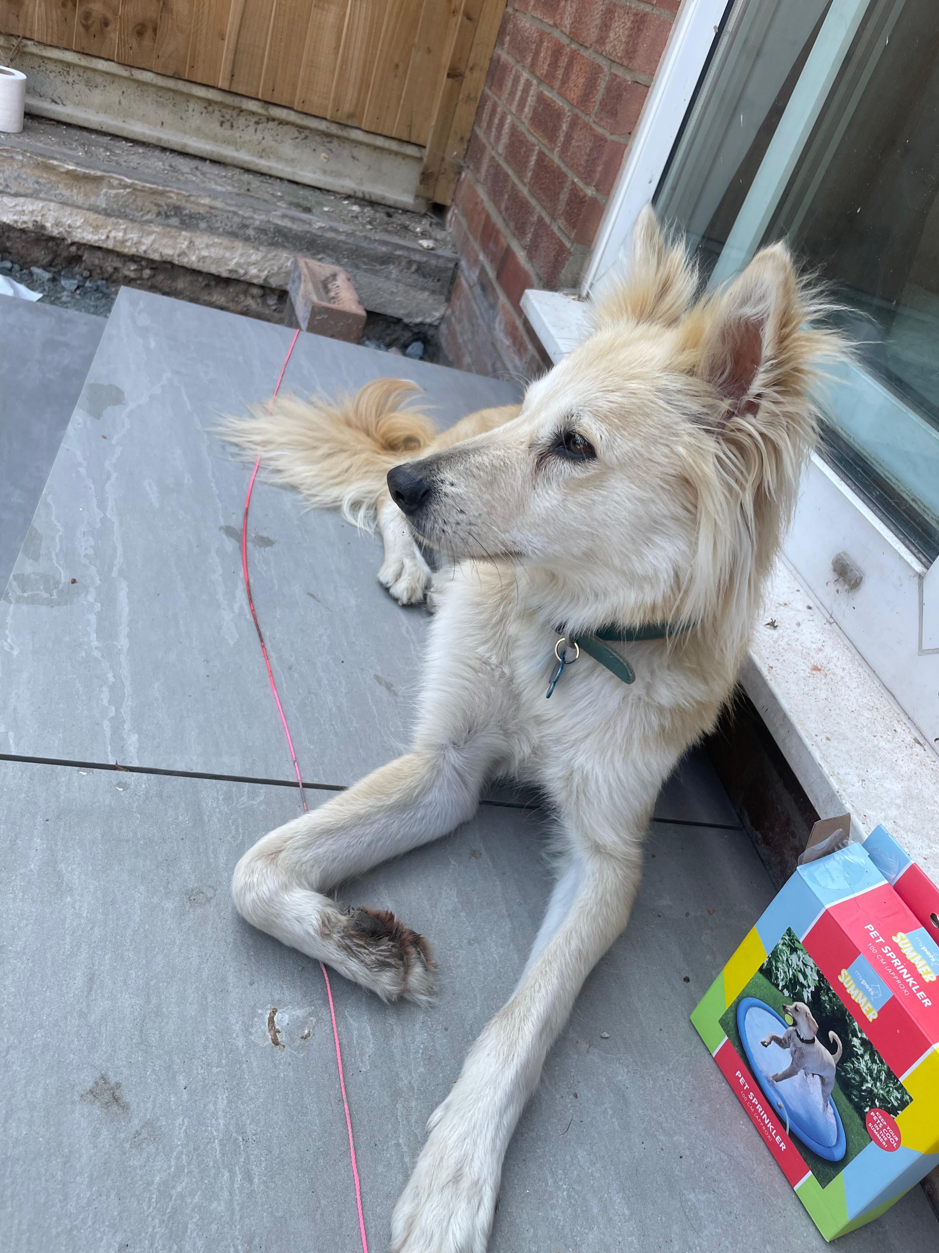 White dog relaxing