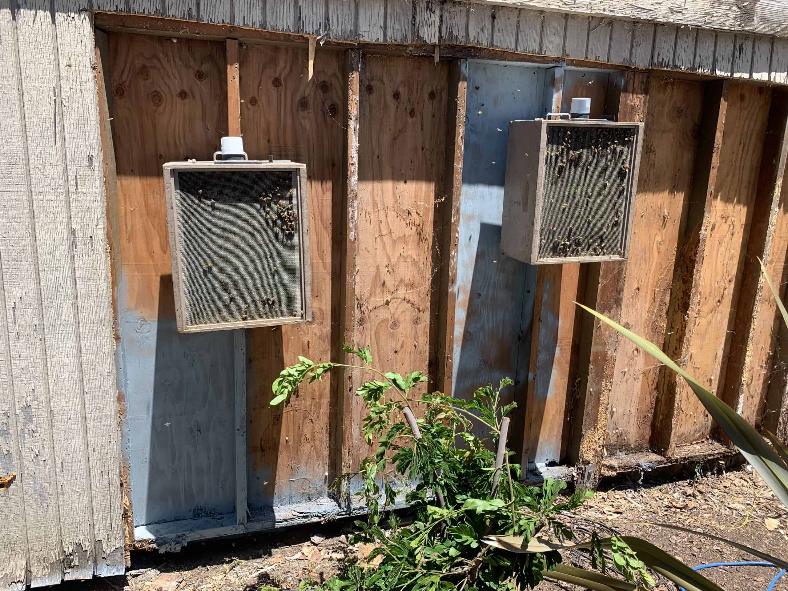 Bees in Walls San Diego