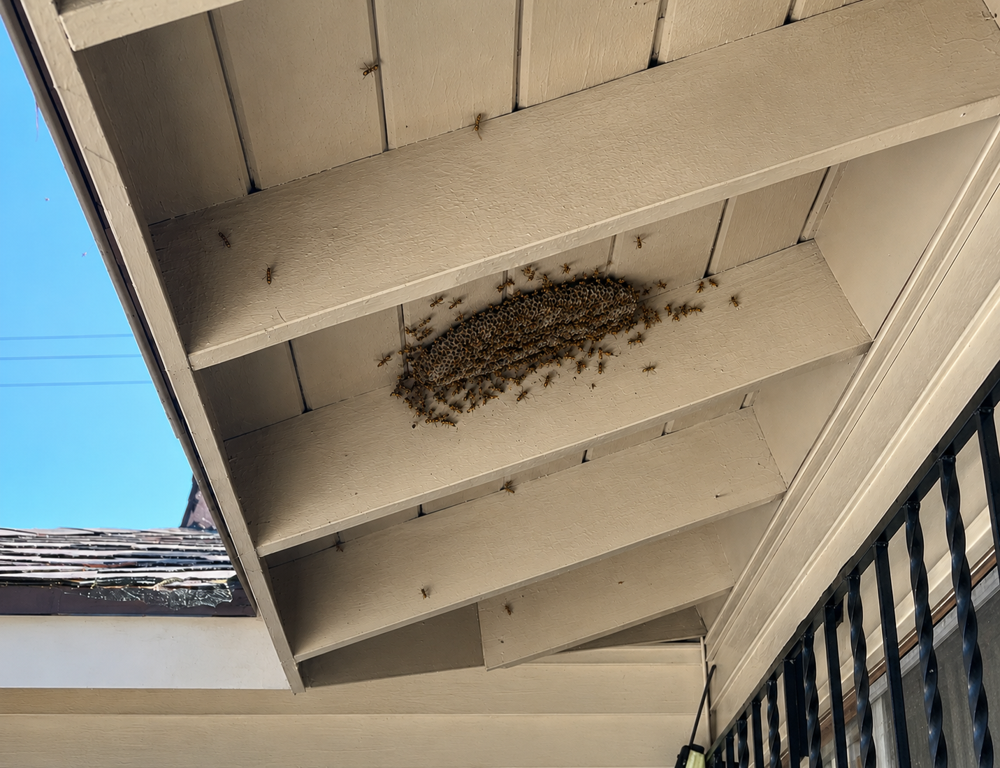 Wasp Nest Removal San Diego