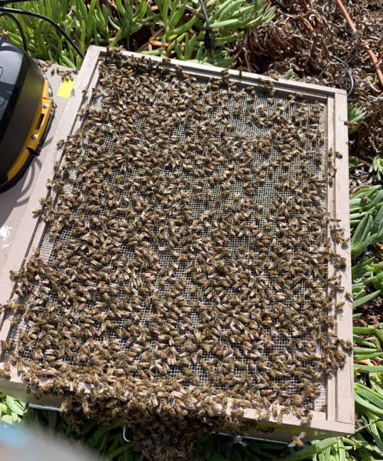 Wasp nest removal San Diego