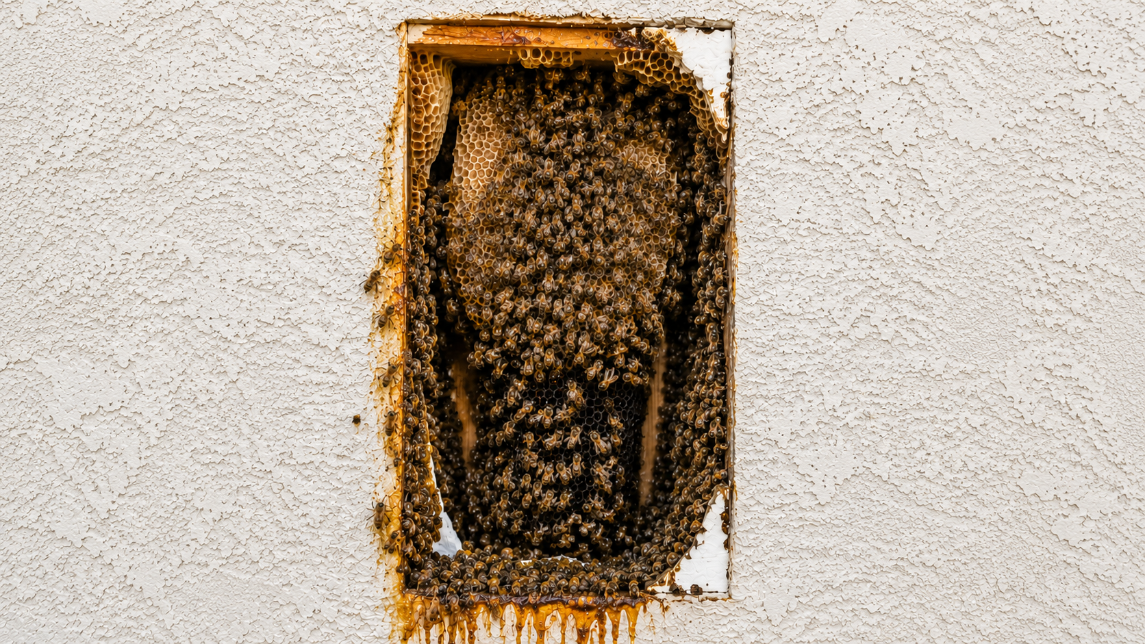 Bee damage inside structure (Before)