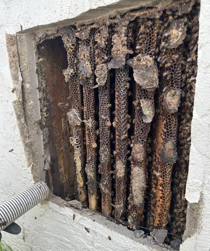 Honeycomb and comb removal from wall cavity San Diego
