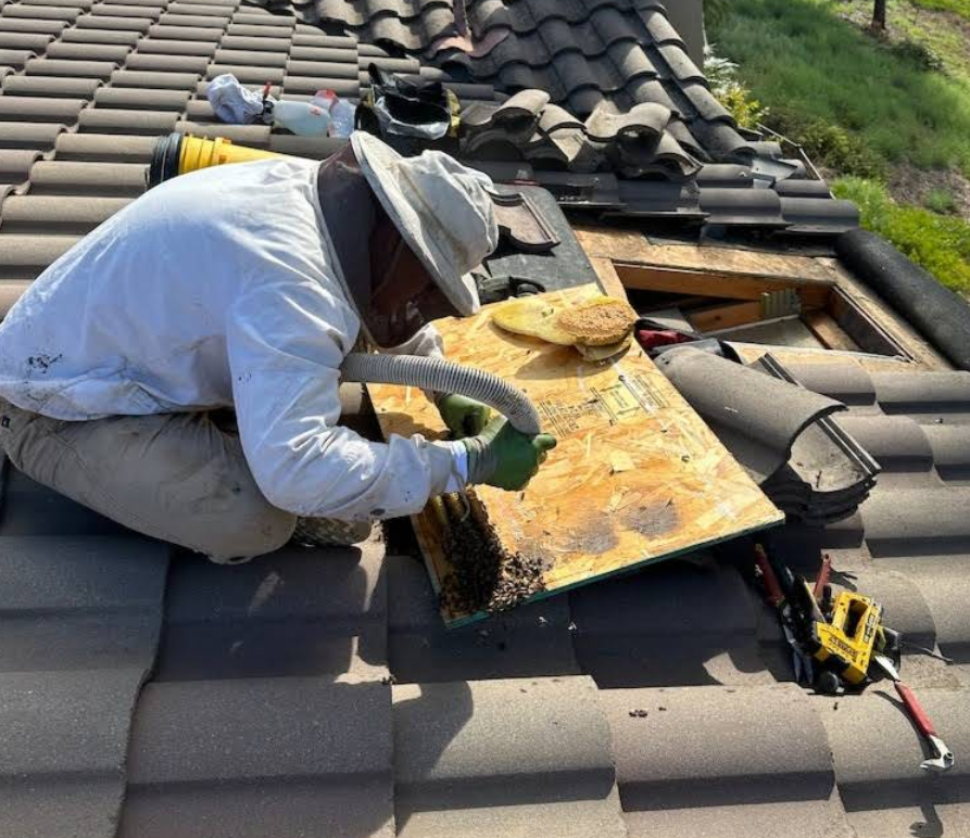Attic & Roof Hives San Diego