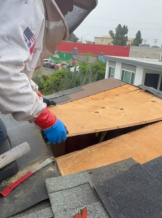 Bee Damage Repair San Diego