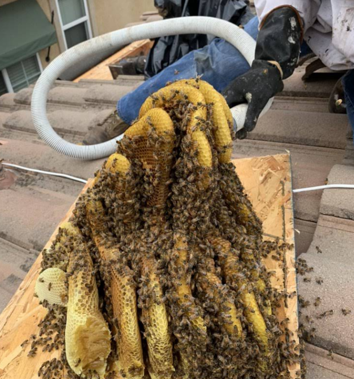 Large bee hive removed from San Diego attic