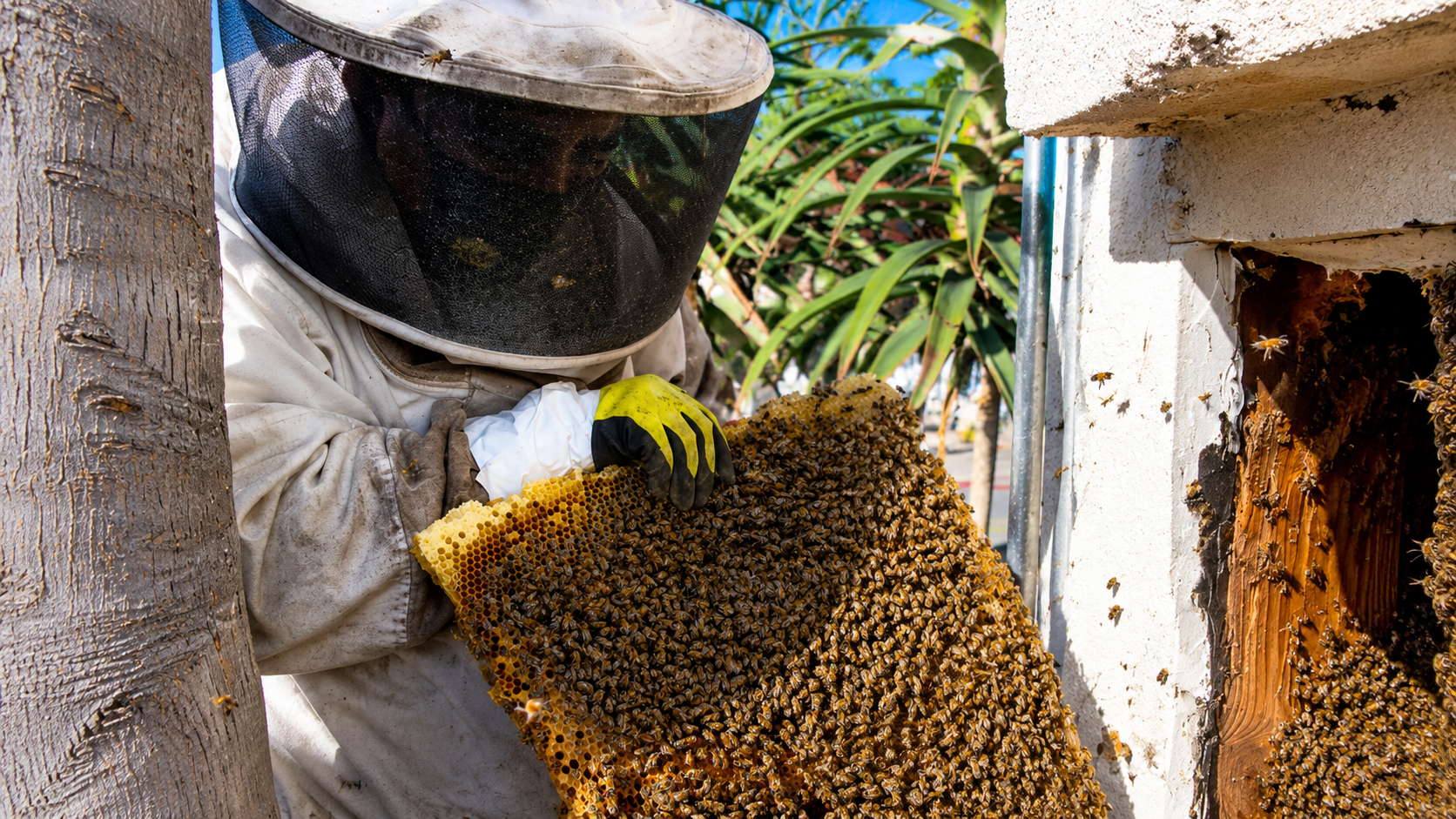 Bee swarm in San Diego