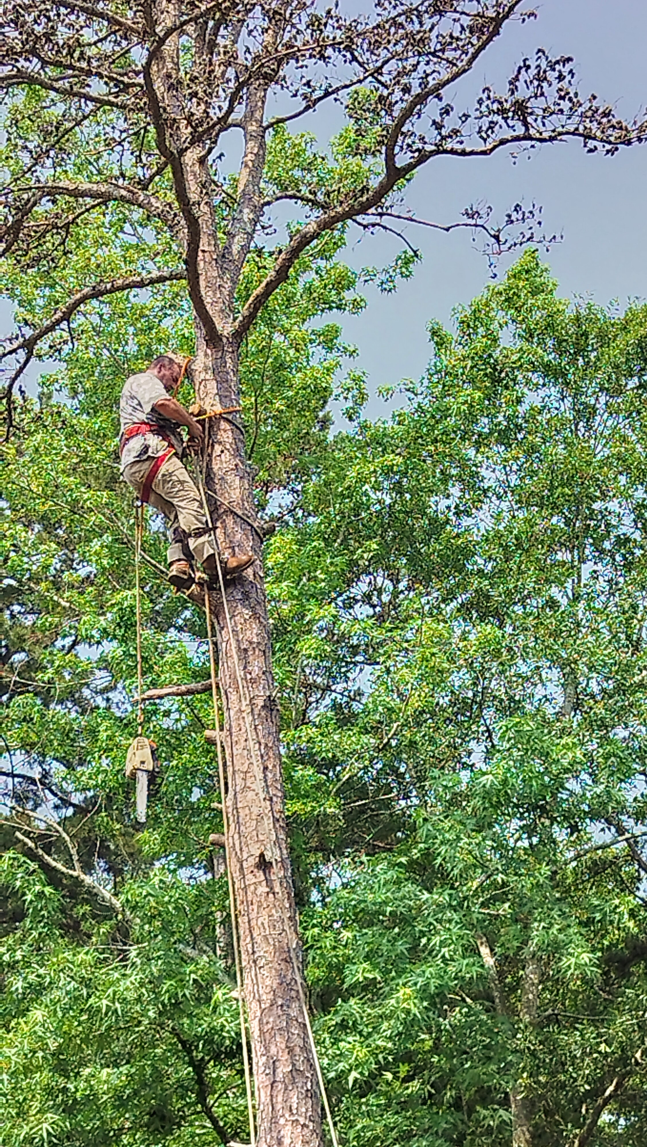 Professional arborist cutting down a tree with tree removal equipment