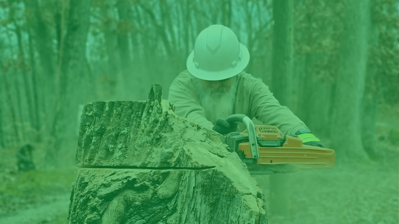 Tree care professionals working on a residential property