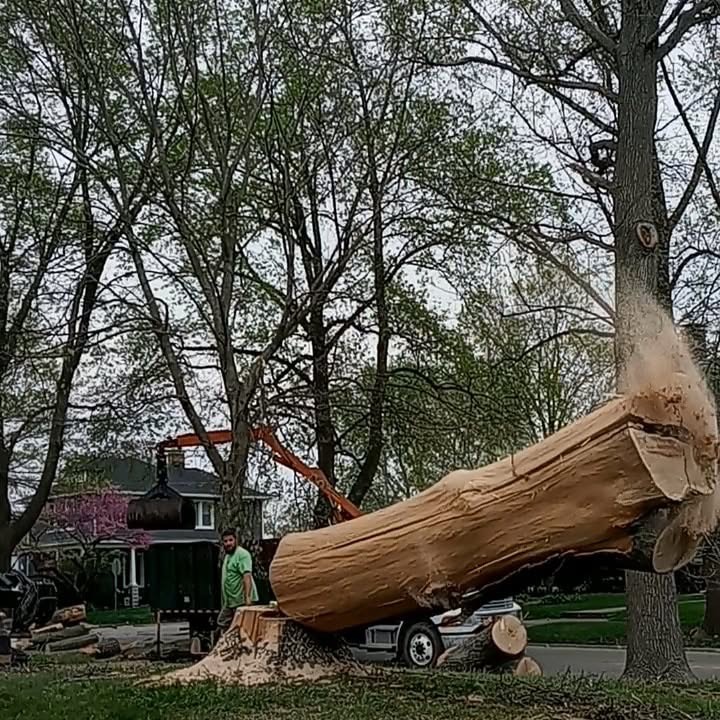 Tree Removal