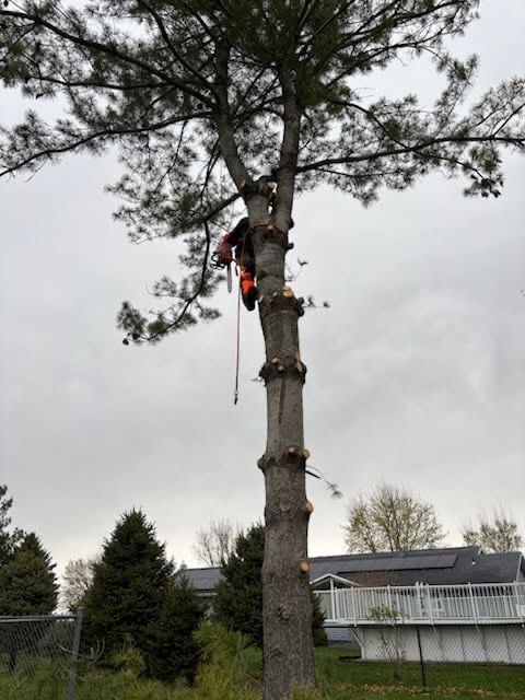 Dangerous Limb Removal