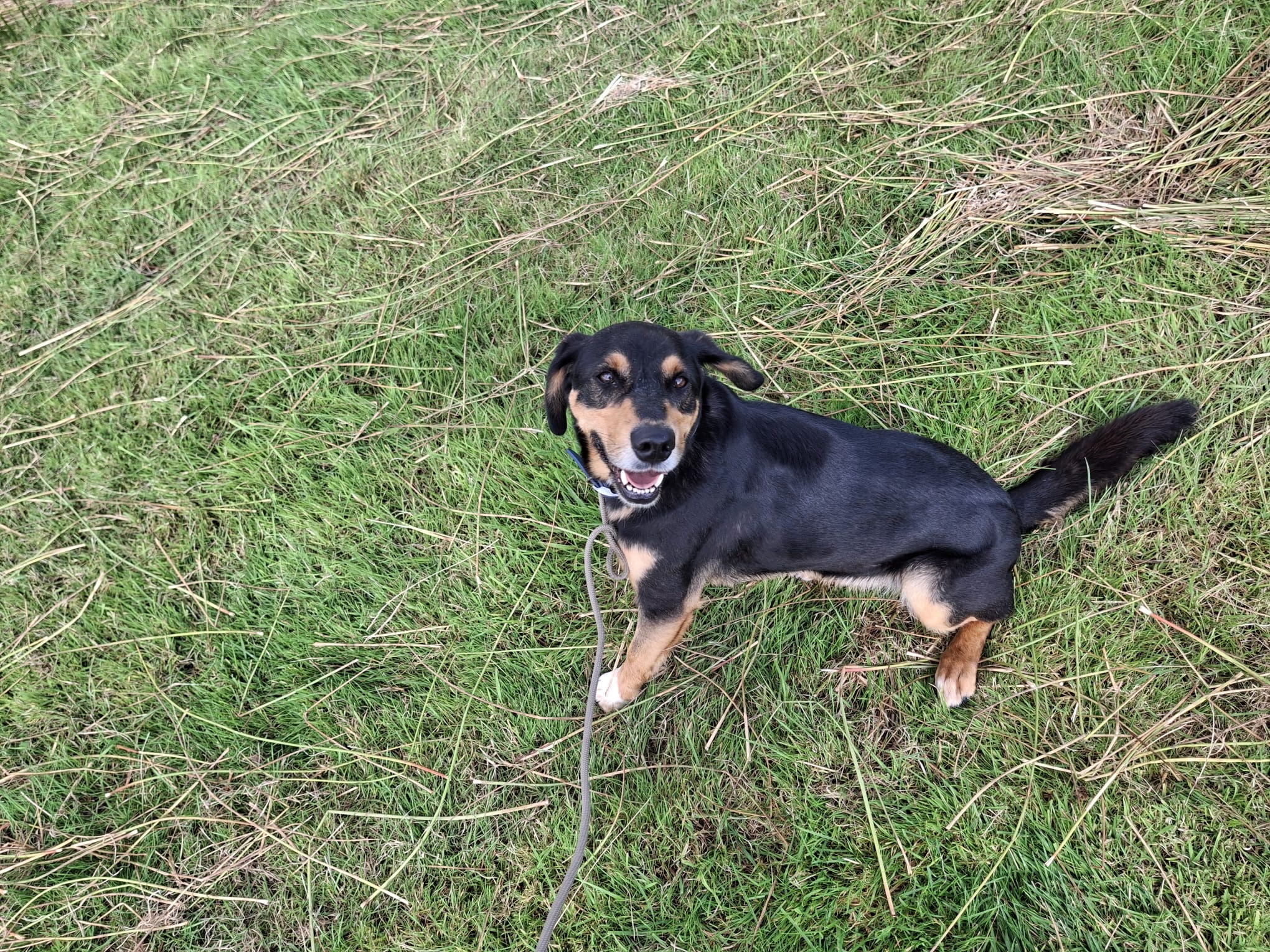 Resting on the grass