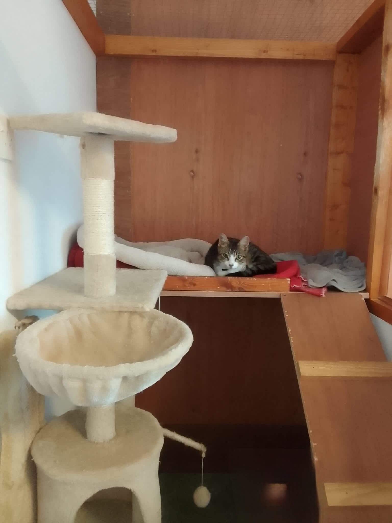 Relaxing in the cattery