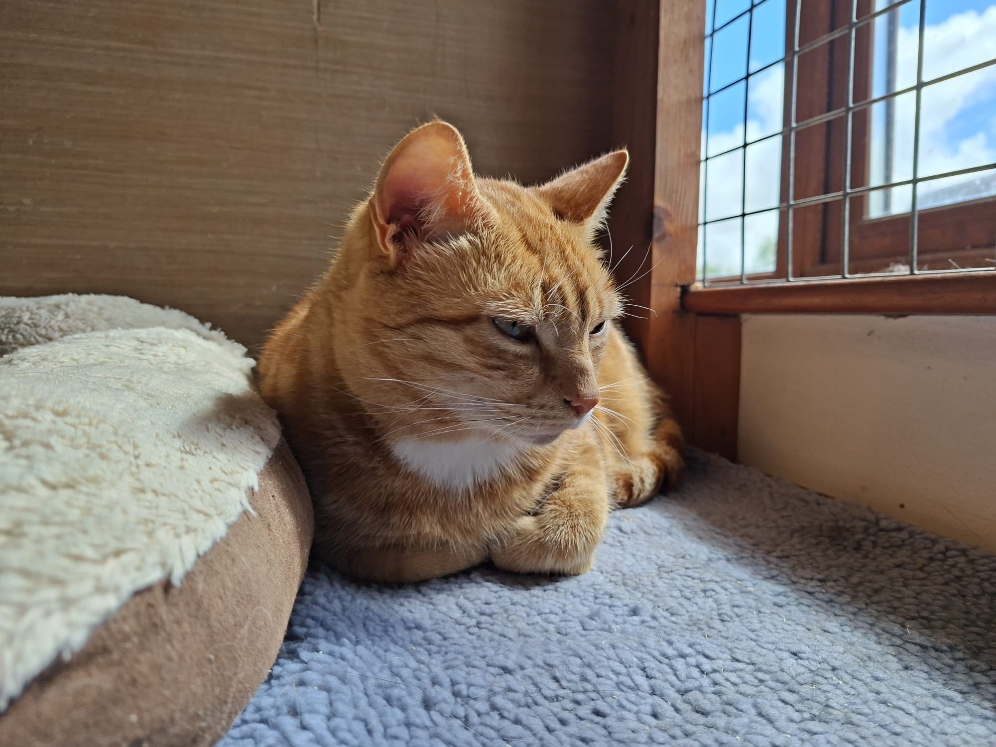 Ginger resting peacefully