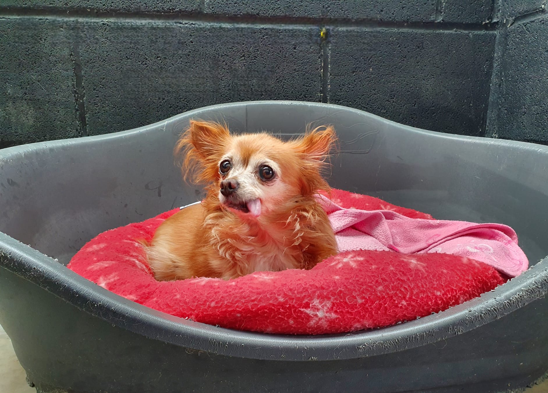 Cute dog resting
