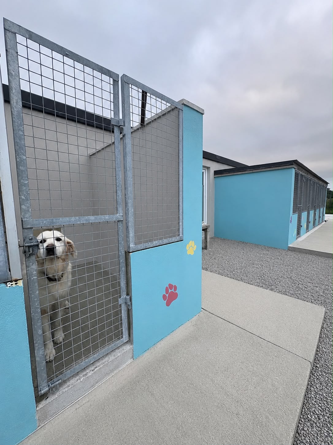 Kingdom Dog Boarding
