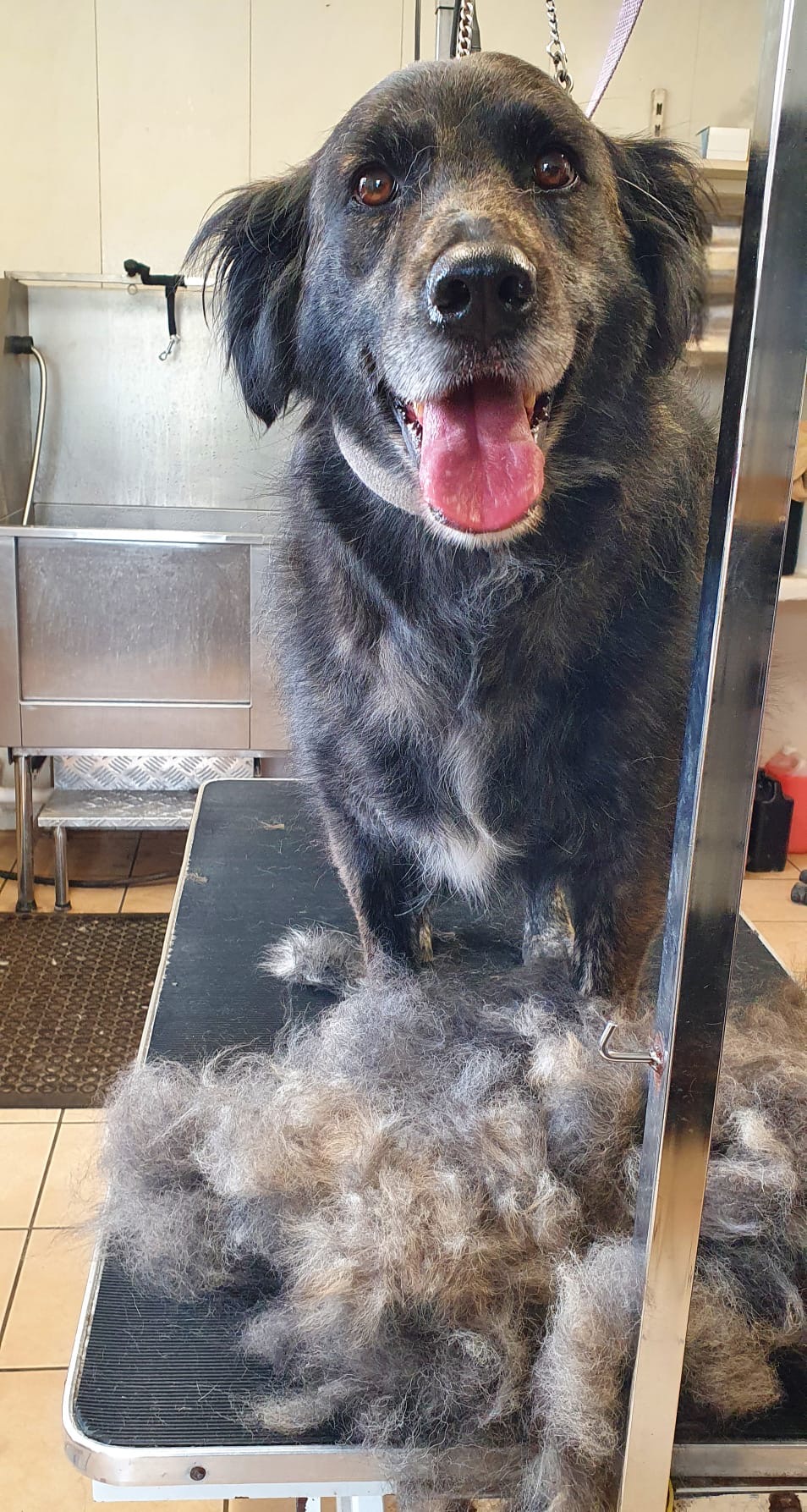 Happy dog being groomed