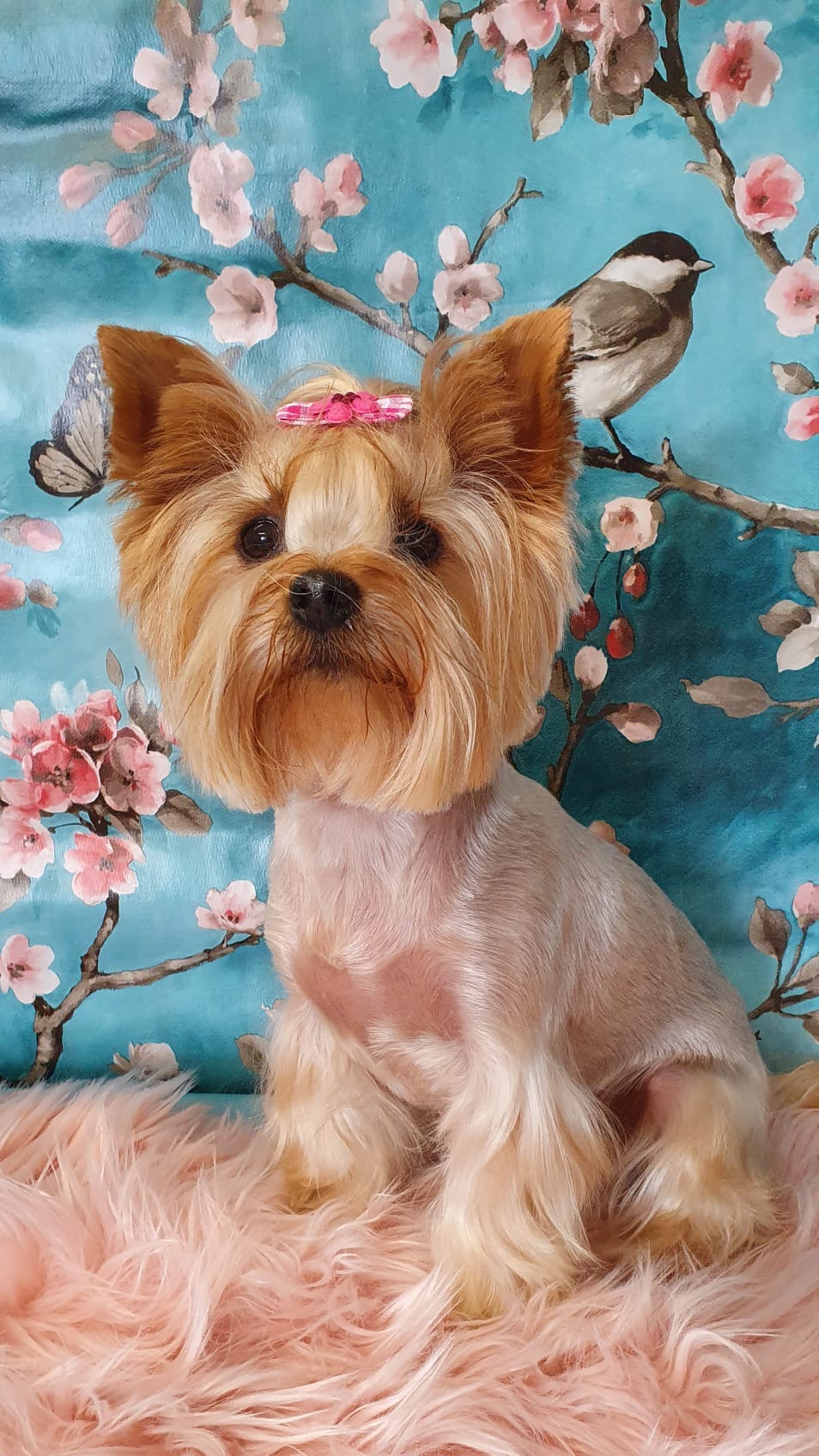 Beautifully groomed dog