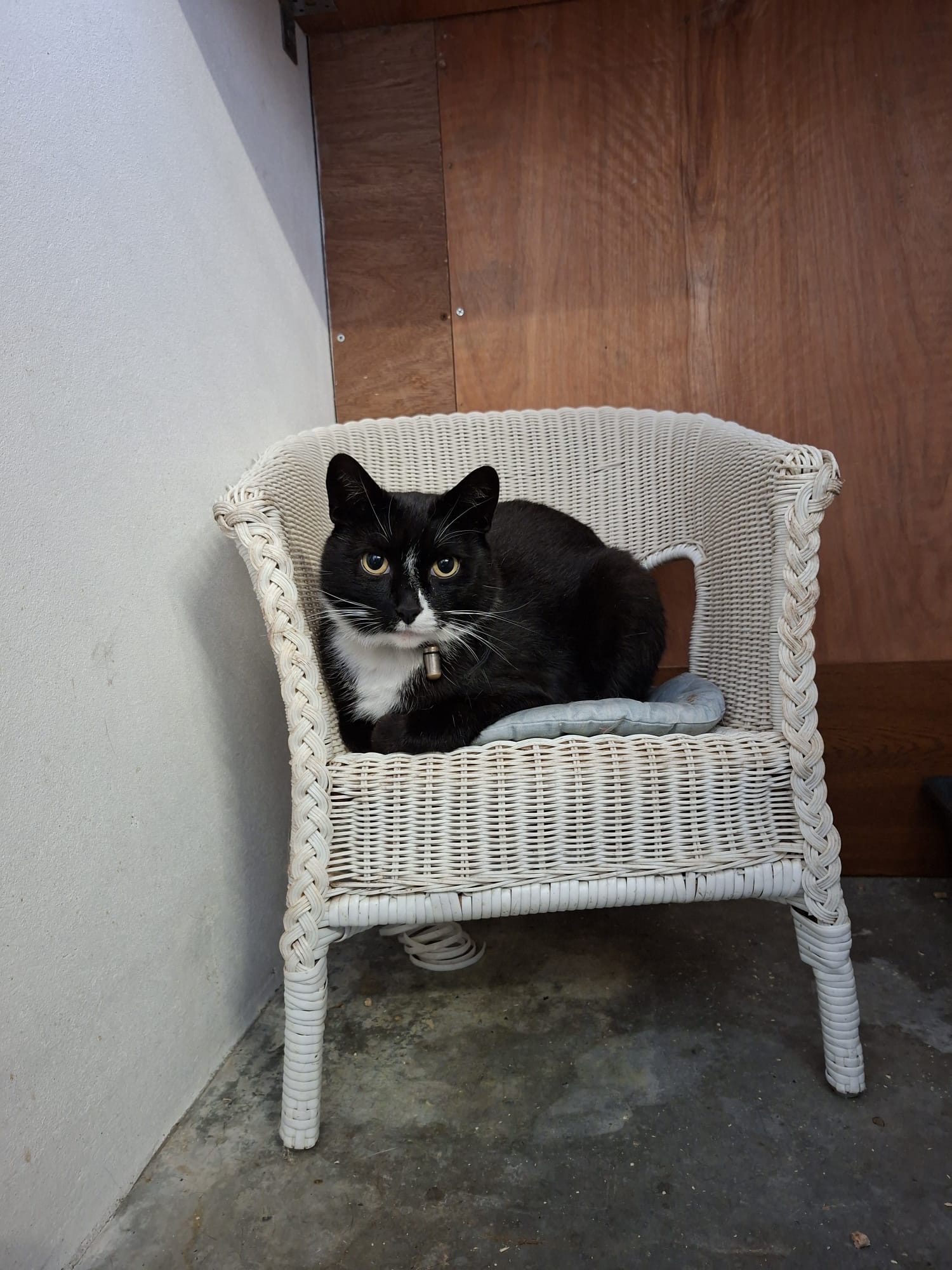 Cozy in the chair