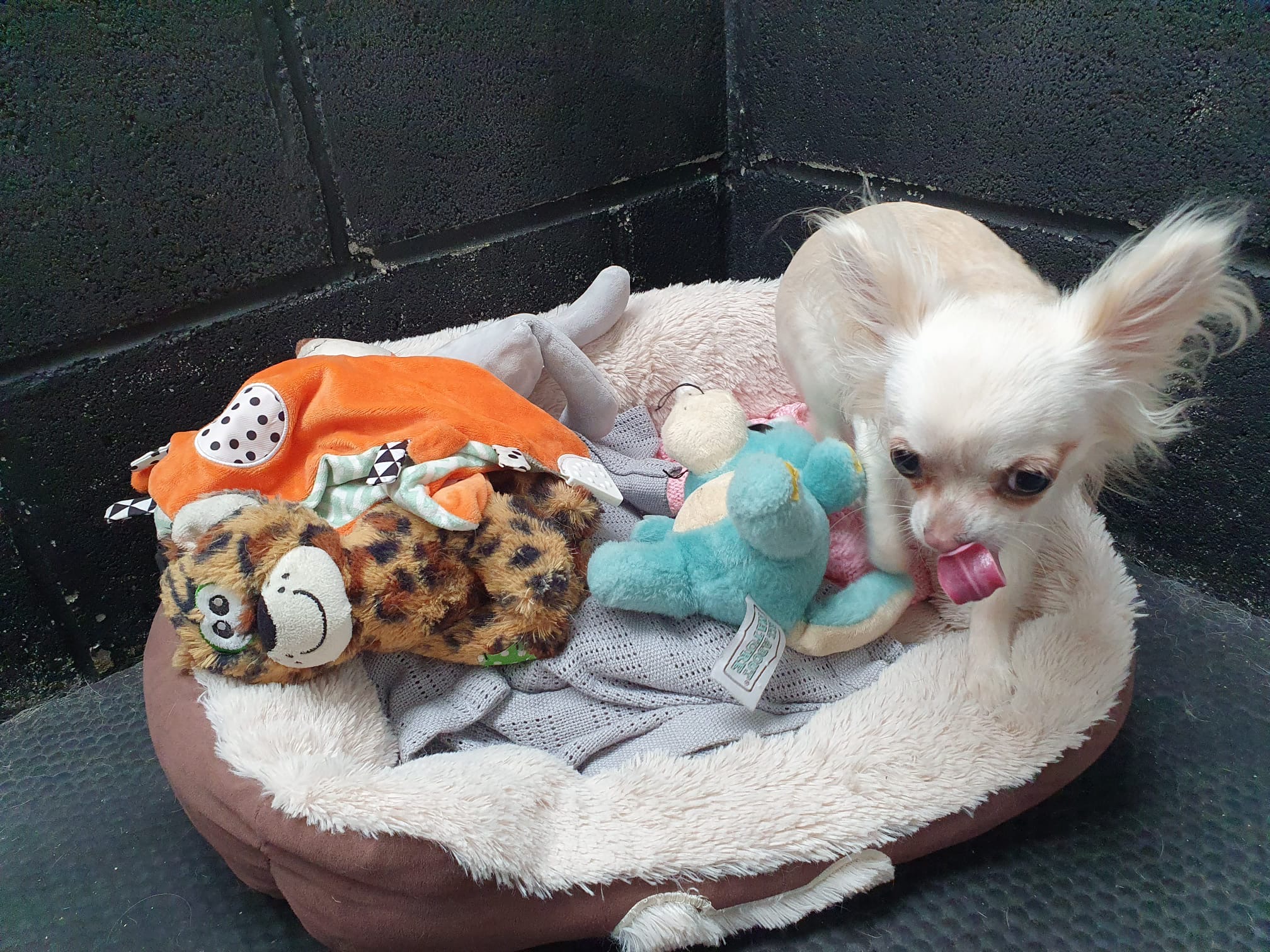 Little dog with toys